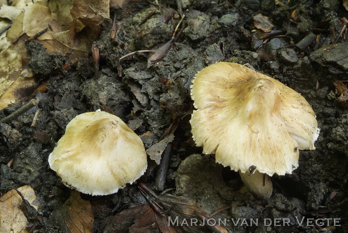 Perenvezelkop - Inocybe fraudans