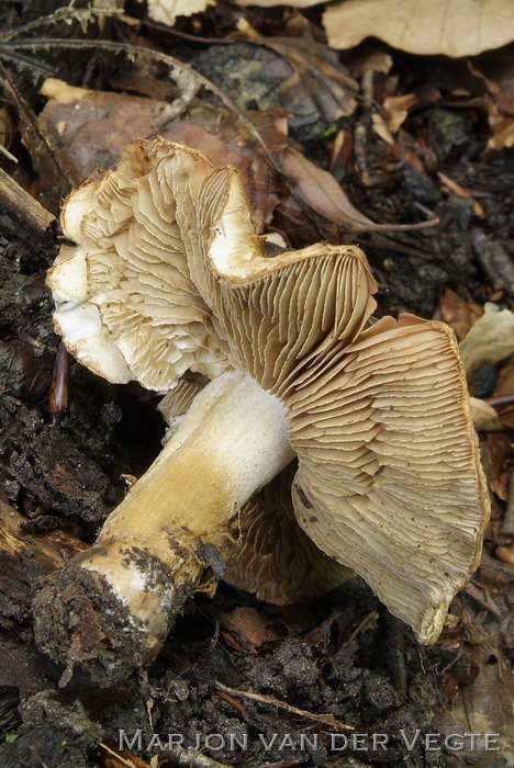 Perenvezelkop - Inocybe fraudans