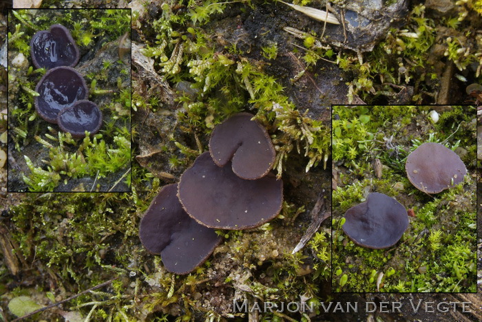 Violette brandplekbekerzwam - Peziza subviolacea