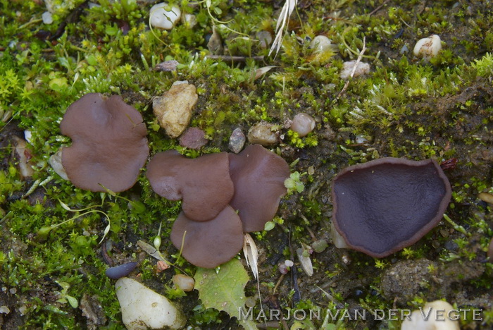 Violette brandplekbekerzwam - Peziza subviolacea