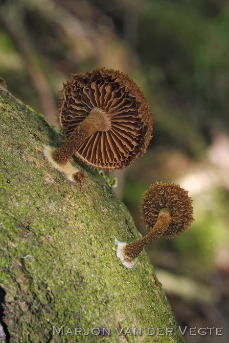 Egelzwammetje - Phaeomarasmius erinaceus