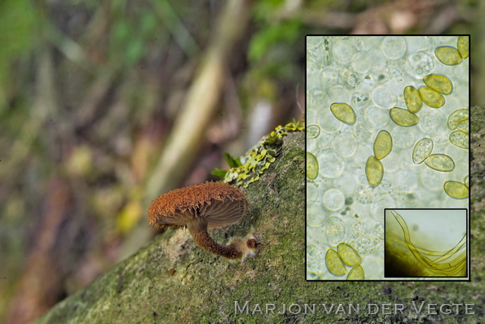 Egelzwammetje - Phaeomarasmius erinaceus