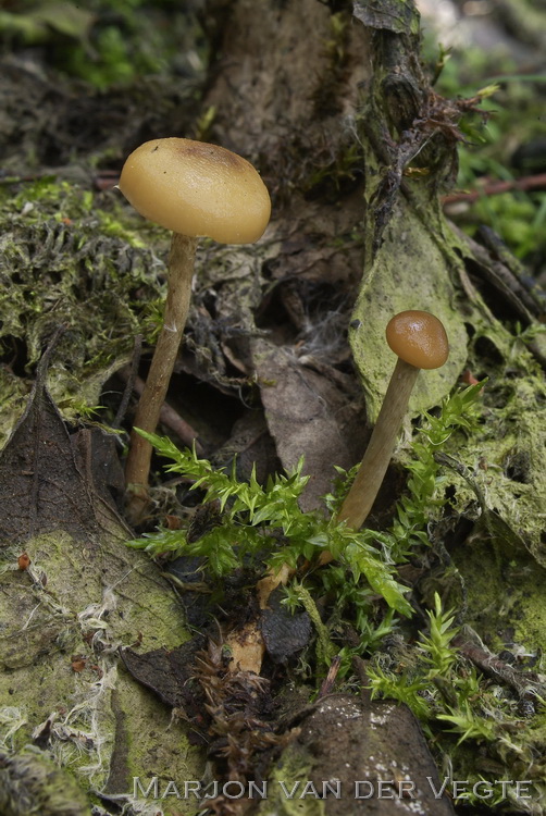 Grote moeraszwavelkop - Phaeonematoloma myosotis