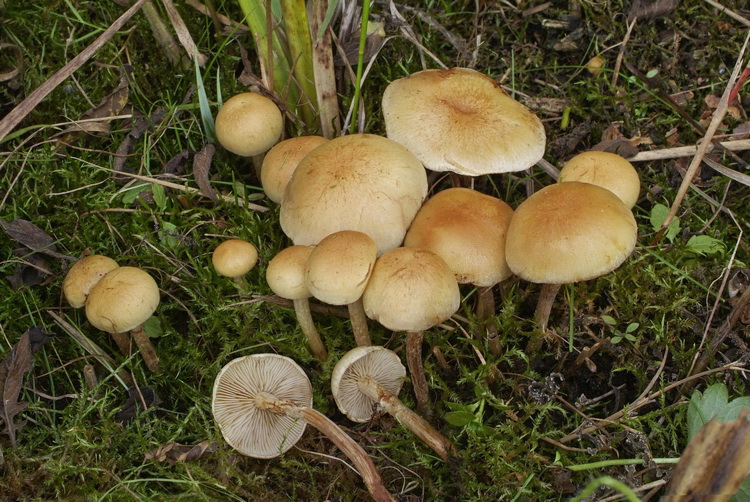 Stoffige bundelzwam - Pholiota conissans