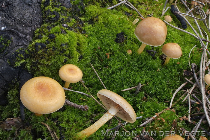 Brandplekbundelzwam - Pholiota highlandensis