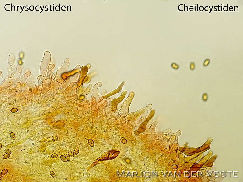 Pholiota limonella - Dubbelgangerbundelzwam