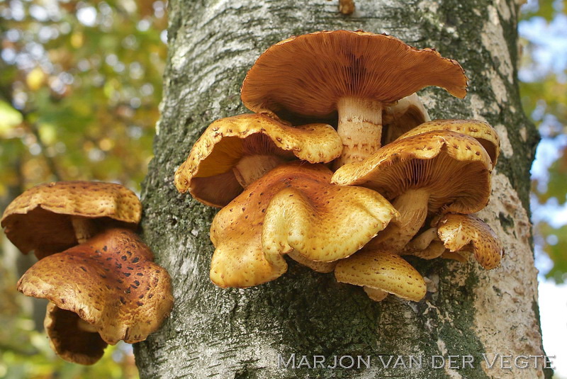 Pholiota limonella - Dubbelgangerbundelzwam