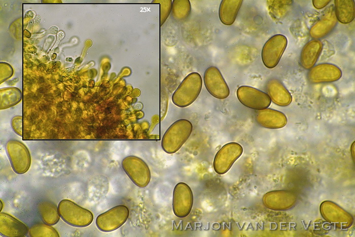 Oranjegele bundelzwam - Pholiota tuberculosa