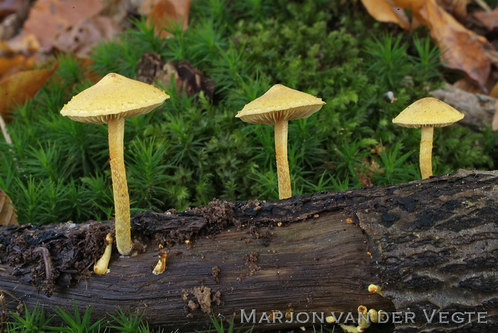 Oranjegele bundelzwam - Pholiota tuberculosa