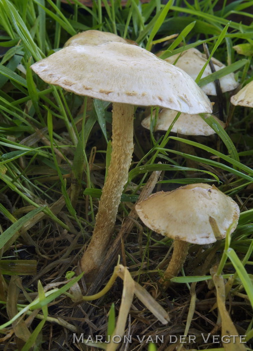 Bleekgele bundelzwam - Pholiota gummosa