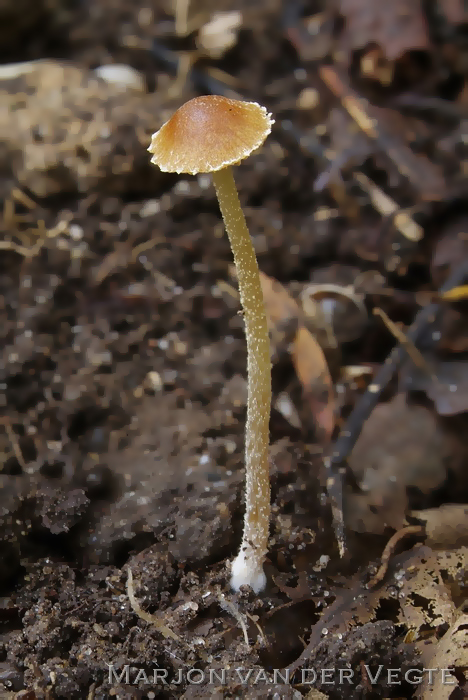 Getand breeksteeltje - Pholiotina brunnea