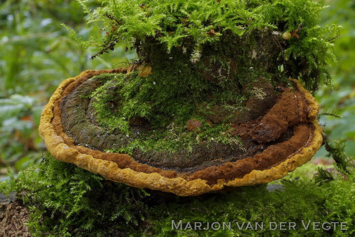 Kardinaalsmuts vuurzwam - Phylloporia ribis f. evonymi