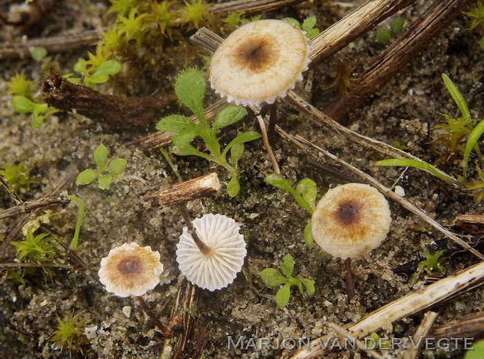 Piekhaarzwammetje - Crinipellis scabella