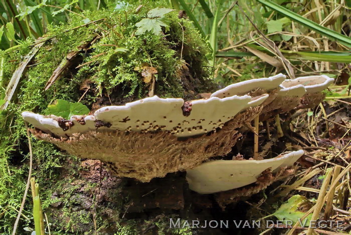 Hypomyces chrysostomus - Hypomyces chrysostomus