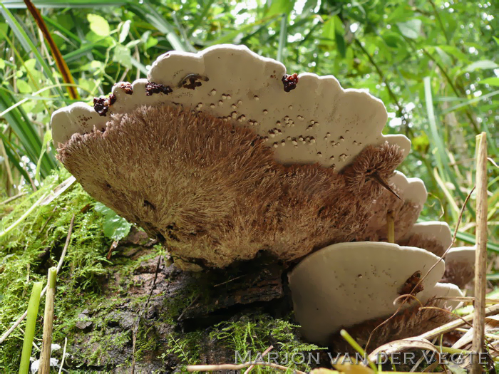 Hypomyces chrysostomus - Hypomyces chrysostomus