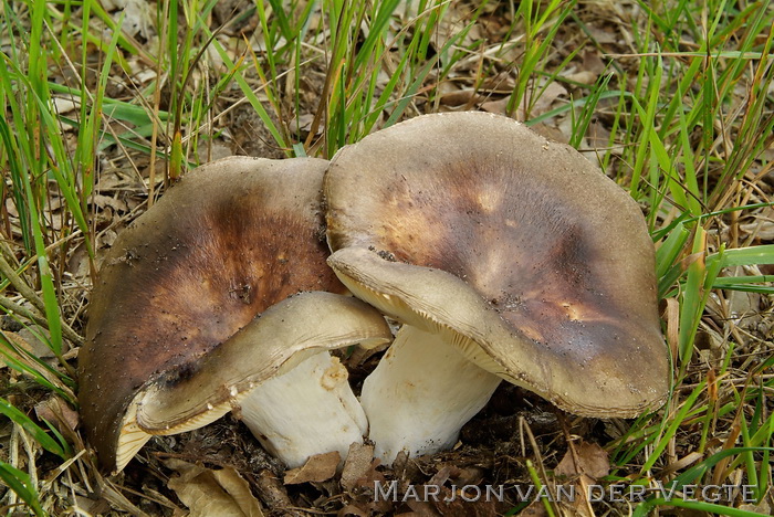 Vorkplaatrussula - Russula heterophylla