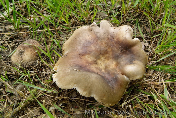 Vorkplaatrussula - Russula heterophylla