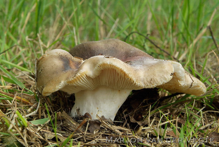 Vorkplaatrussula - Russula heterophylla