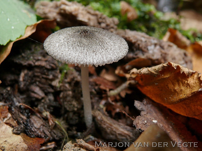 Pluishoedhertenzwam - Pluteus hispidulus