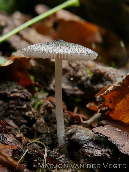 Pluishoedhertenzwam - Pluteus hispidulus