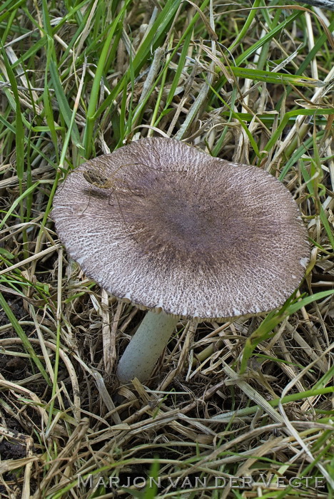 Splijthoed hertezwam - Pluteus ephebeus