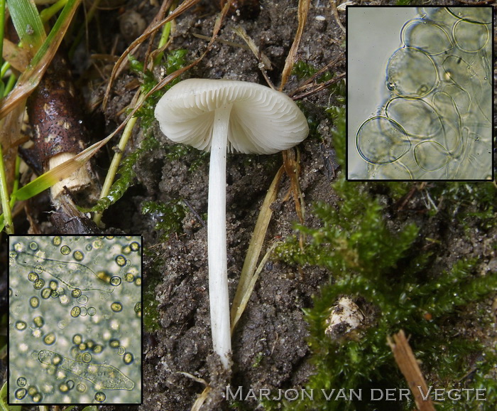 Witte rimpelhertenzwam - Pluteus inquilinus