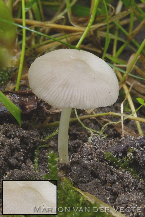 Witte rimpelhertenzwam - Pluteus inquilinus