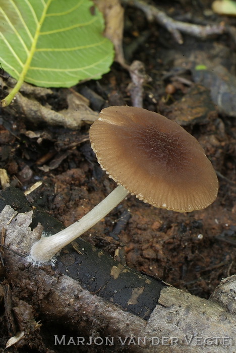 Dwerghertenzwam - Pluteus nanus