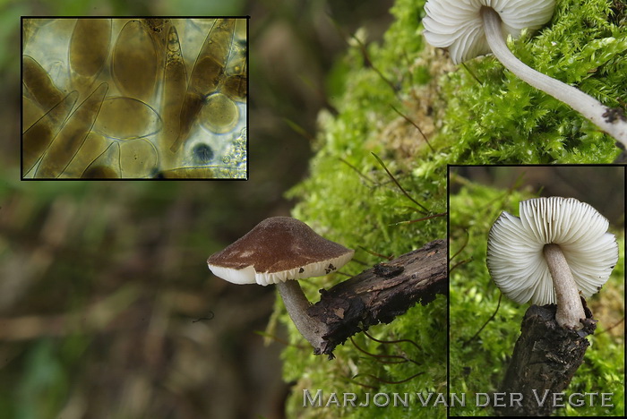 Fluweelhertenzwam - Pluteus podospileus