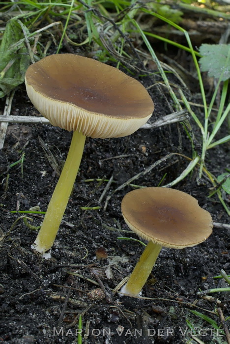 Geelsteelhertezwam - Pluteus romellii