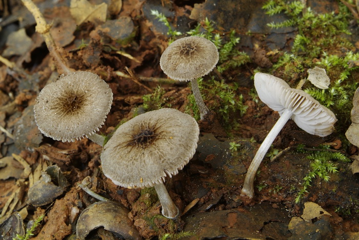 Roetkleurige hertenzwam - Pluteus thomsonii