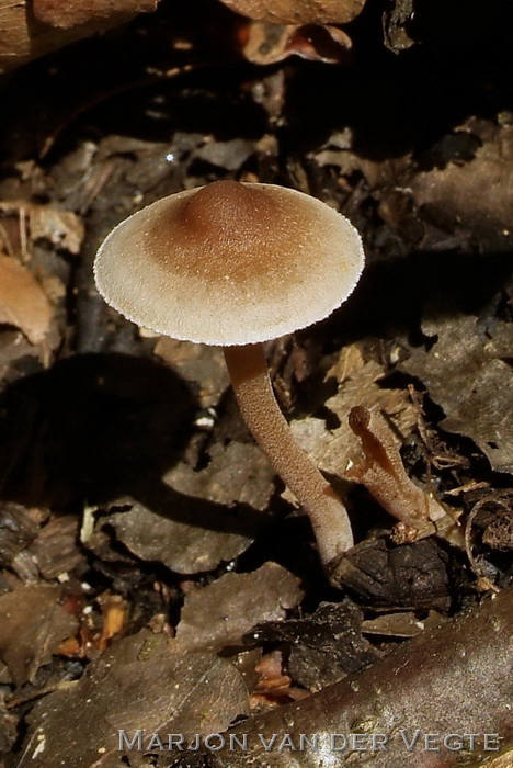 Poedersteeltje - Inocybe petiginosa