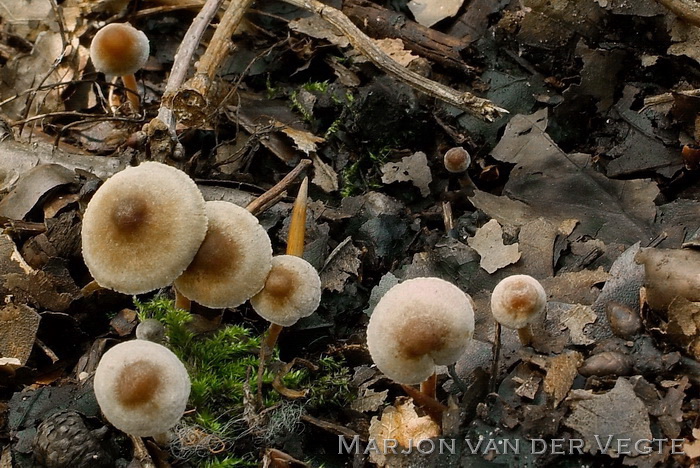 Poedersteeltje - Inocybe petiginosa