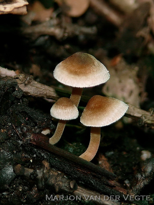 Poedersteeltje - Inocybe petiginosa