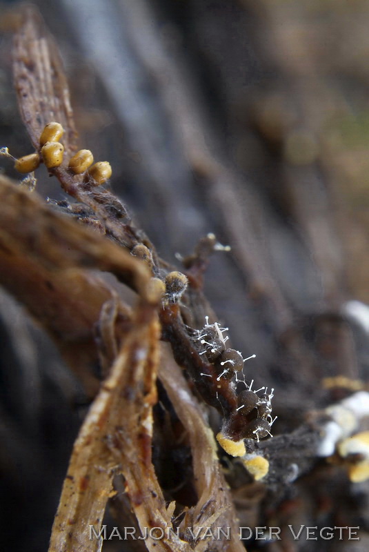 Grootsporig slijmkopspeldje - Polycephalomyces tomentosus