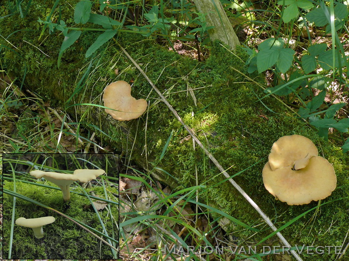 Waaierbuisjeszwam - Polyporus varius