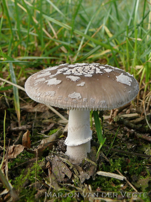 Grauwe amaniet - Amanita excelsa