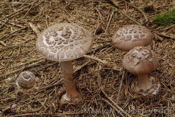 Porfieramaniet - Amanita porphyria