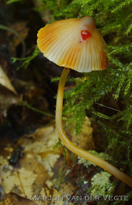 Prachtmycena - Mycena crocata