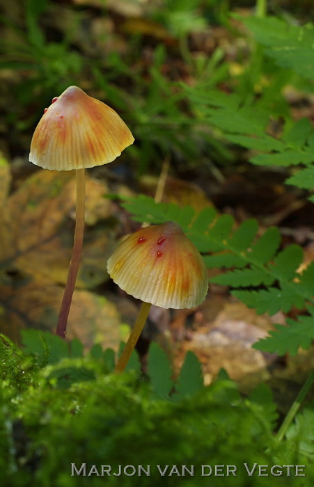 Prachtmycena - Mycena crocata