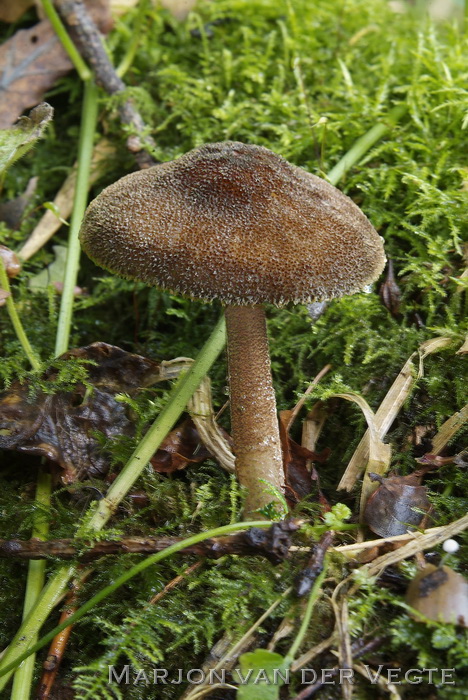 Pronkhertenzwam - Pluteus umbrosus