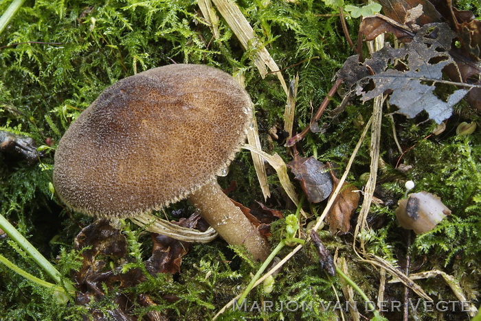 Pronkhertenzwam - Pluteus umbrosus