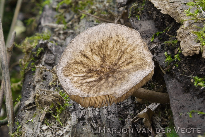 Pronkhertenzwam - Pluteus umbrosus