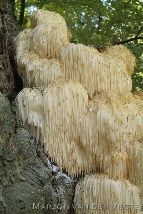 Pruikzwam - Hericium erinaceus