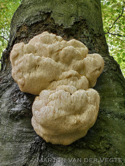 Pruikzwam - Hericium erinaceus