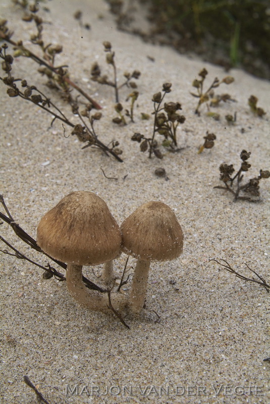 Duinfranjehoed - Psathyrella ammophila