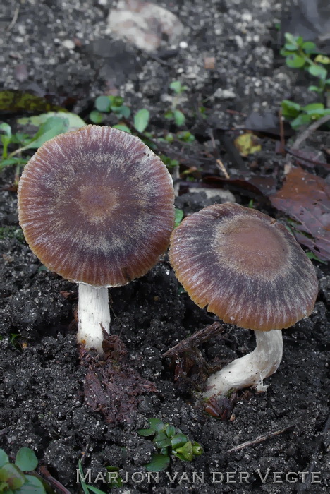 Roodbruine franjehoed - Psathyrella cortinarioides