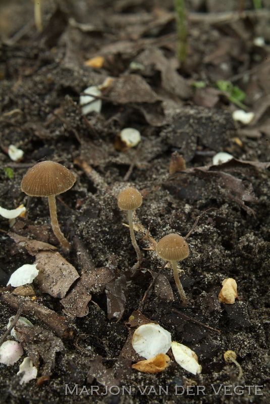 Ruderale franjehoed - Psathyrella effibulata