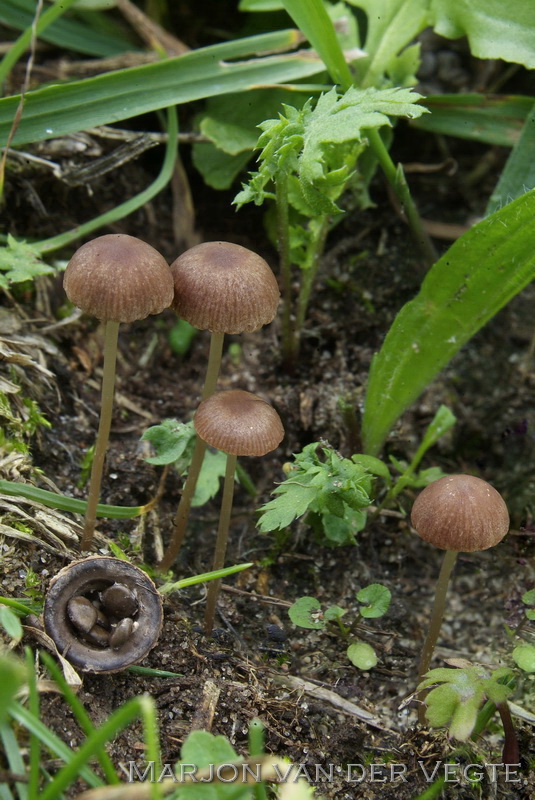 Ruderale franjehoed - Psathyrella effibulata