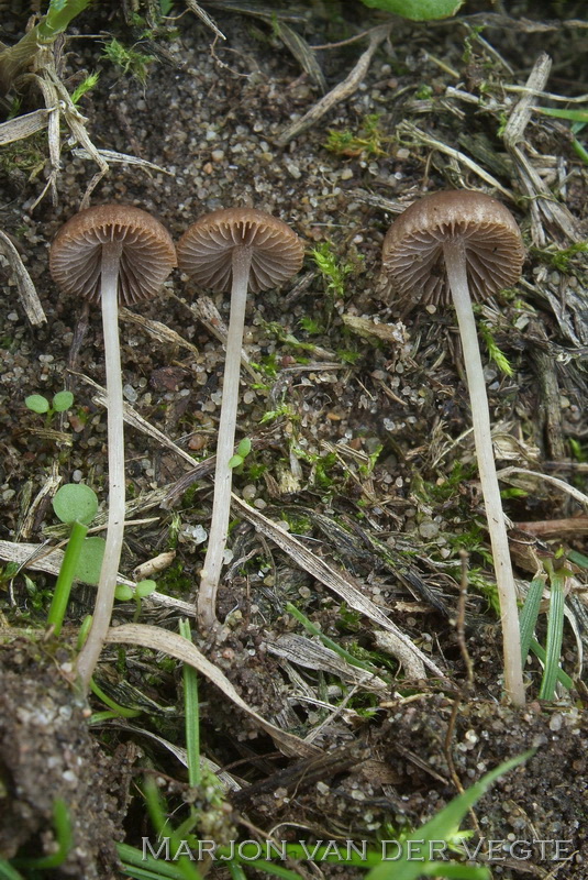 Ruderale franjehoed - Psathyrella effibulata